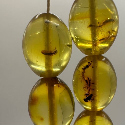 سبحة كهرمان حشري طبيعي