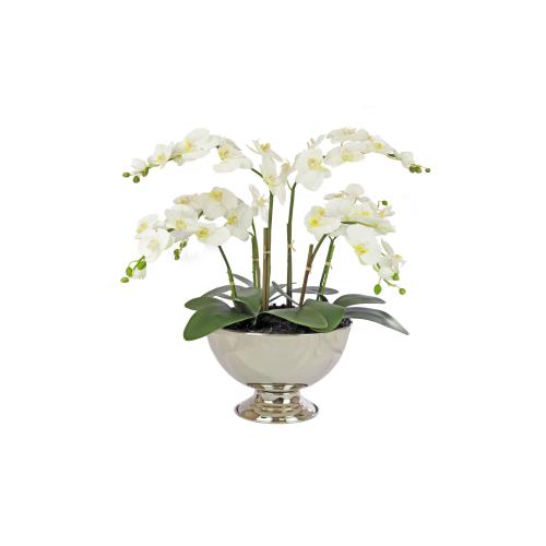 زهرة الأوركيد فالاينوبسيس الكريمية - وعاء فضي