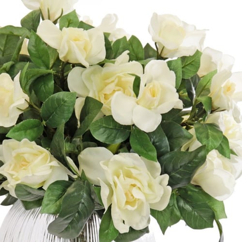 ورد جاردينيا أبيض