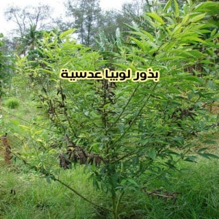 بذور لوبيا عدسية 10 بذرات