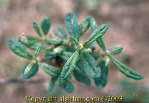 رقروق بذور مع شوائب Helianthemum