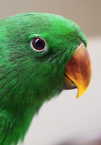 سيريلاك اكلكتوس Eclectus special 1 kg
