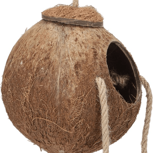 بيت عش من جوز الهند الطبيعي مع سلم الطيور
