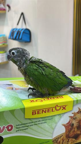 فرخ كنيور جرين شيك