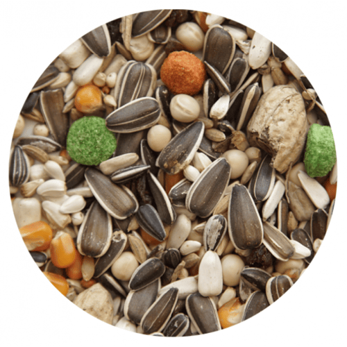 اكل خليط مشكل للببغاوات بالفواكه Pet Cup