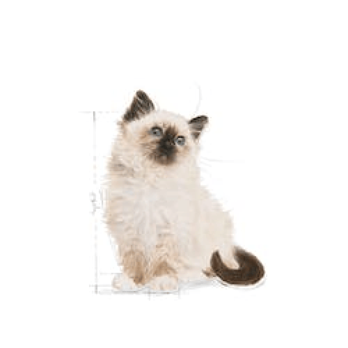 رويال كانين طعام رطب ظروف للقطط الصغيرة كيتن 85 جر...