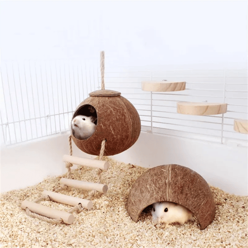 بيت عش من جوز الهند الطبيعي مع سلم الطيور