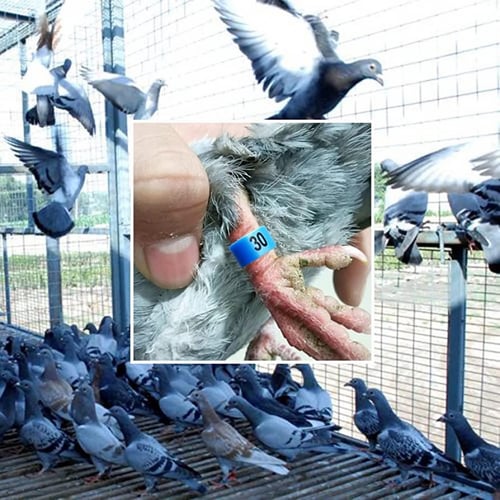 حجول حمام بلاستيك مقاس 8 - 10 ml