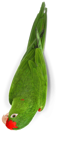 زوبريم انتاج ببغاوات متوسطة وكبيرة 18 كيلو