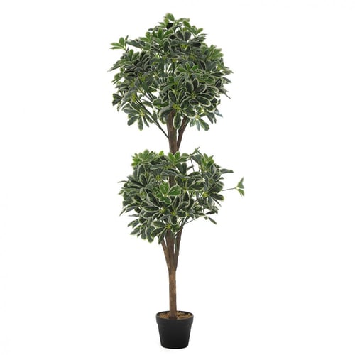 نبتة "دارَك فوليّا" – تصميم أنيق وطبيعي