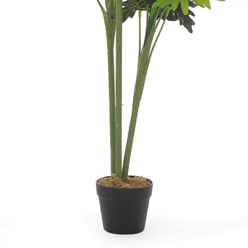 نبتة "مونتيرا الاستوائية" – 120 سم