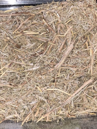 شيح بلدي 100 غرام