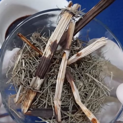 عشبة ذيل الحصان 50 غرام