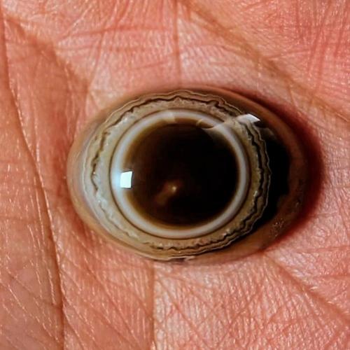 حجر عقيق سليماني هندي طبيعي أطواق فلور عين بني في...