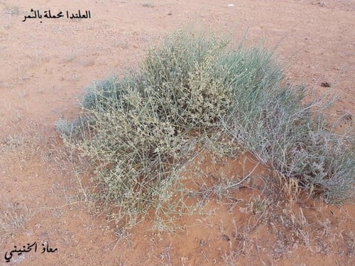 علندا 30 بذرة تقريبا ephedra alata decne