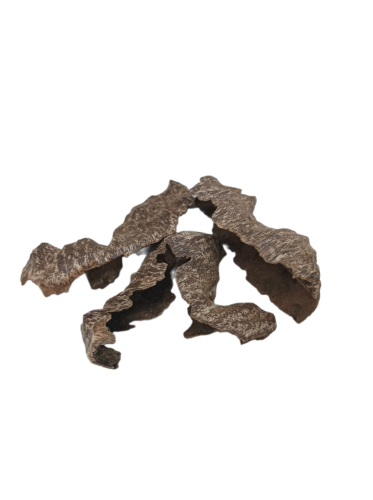 عود زوايا فيتنامي مستزرع دبل سوبر