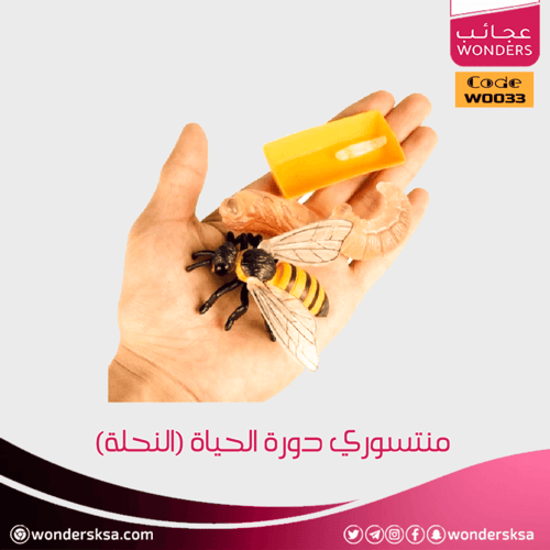 منتسوري دورة الحياة (النحلة)