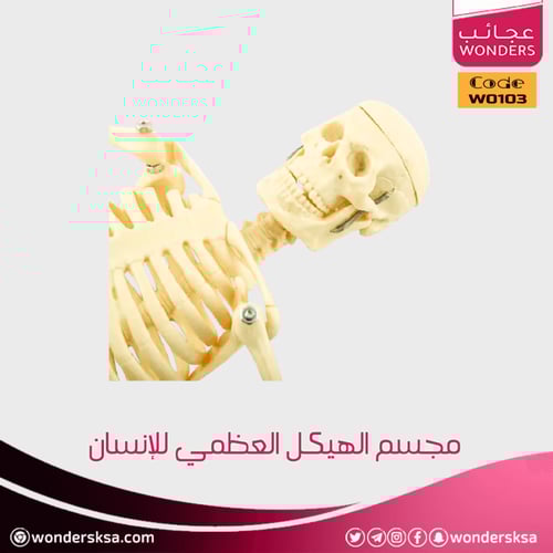 مجسم الهيكل العظمي للإنسان