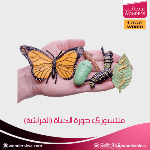 منتسوري دورة الحياة (الفراشة)