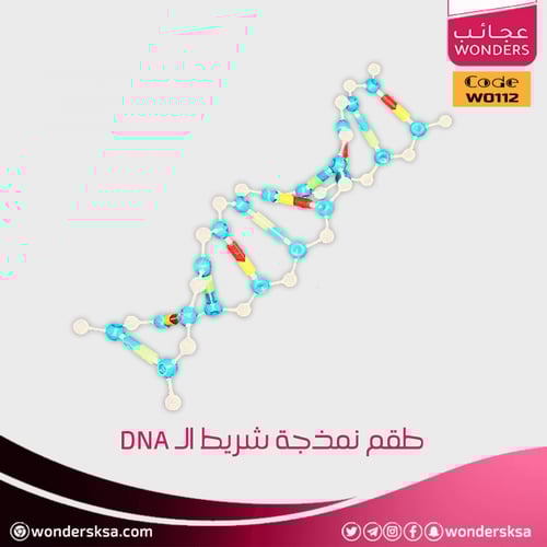 طقم نمذجة شريط الـ DNA