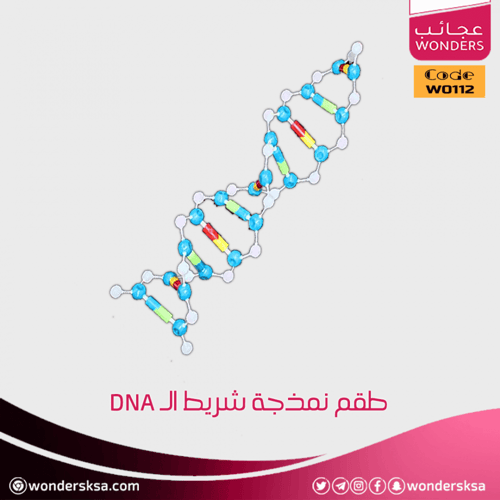طقم نمذجة شريط الـ DNA