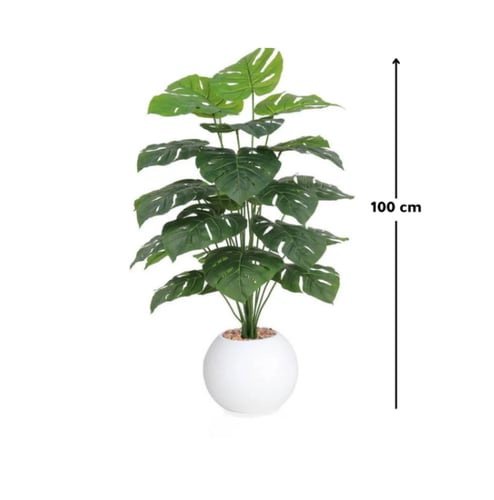 شجرة ورق مونستيرا بمركن بلاستيك دائري
