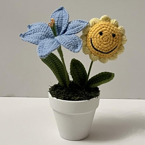 فازة دوار الشمس