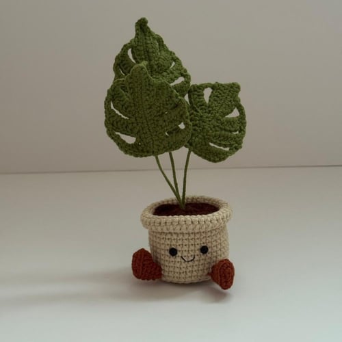 أصيص المونستيرا