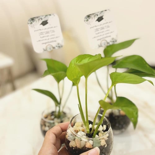 ميني نبات بوتس