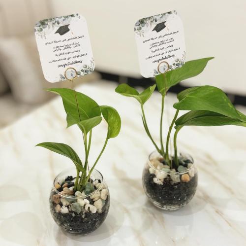 ميني نبات بوتس