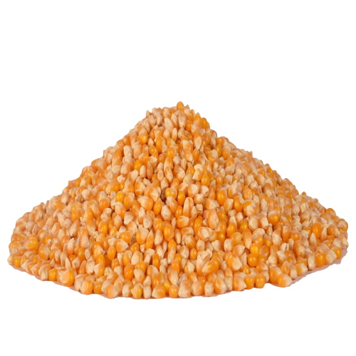 فشار مشروم حبة كبير