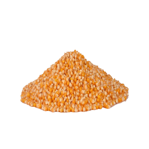 فشار عادي حبه صغيره ( كيلو )