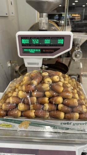 صقعي ملكي جامبو وزن ٧ كيلو