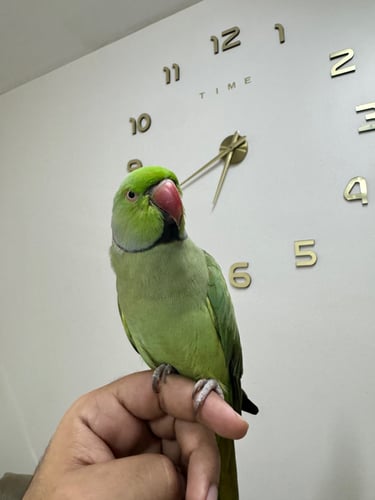 ذكر درة هندي