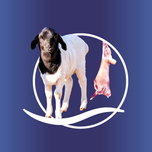 5 كيلو خروف بربري