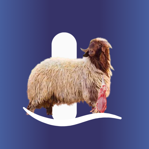 5كيلو نعيمي