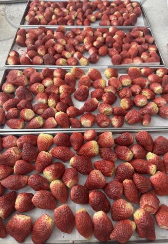 نصف كيلو فراوله حبه كامله 500جرام