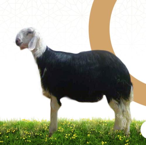 طلي نجدي (وسط ) العمر من 6 شهور الى 7 شهور