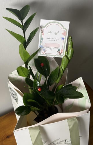 هدية العيد - نبتة الزاميا