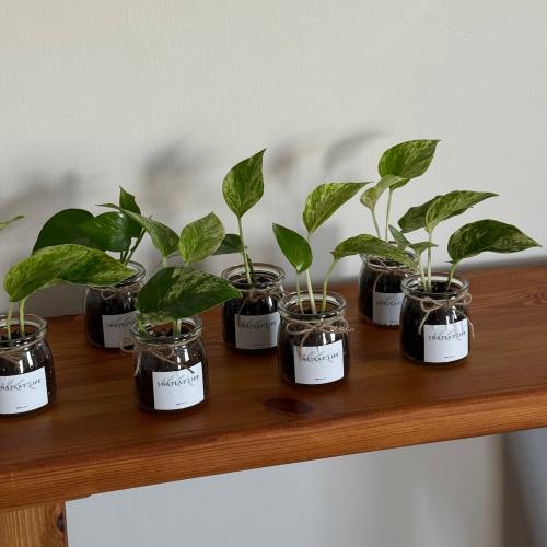 ميني بوتس - مجموعة 8 حبات