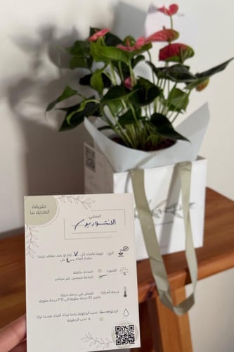 نبتة الانتوريوم - وردي | الحجم كبير