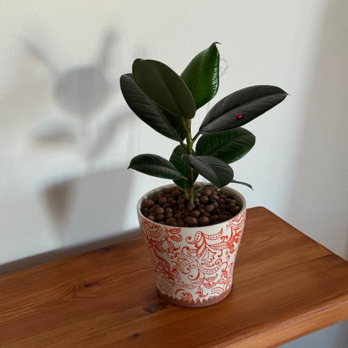 نبتة فيكس روبوستا - مركن اورنج مزخرف