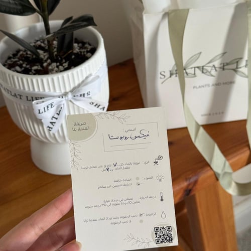 نبتة فيكس روبوستا