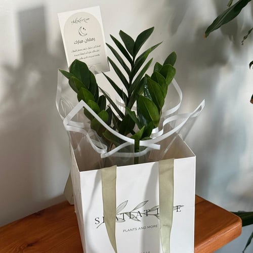 هدية رمضان ( نبتة الزاميا مركن فخار انيق )