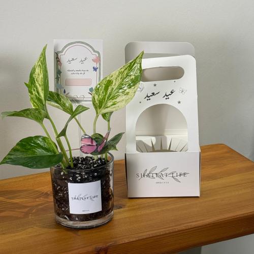 بهجة العيد - نبتة البوتس ( حجم صغير )