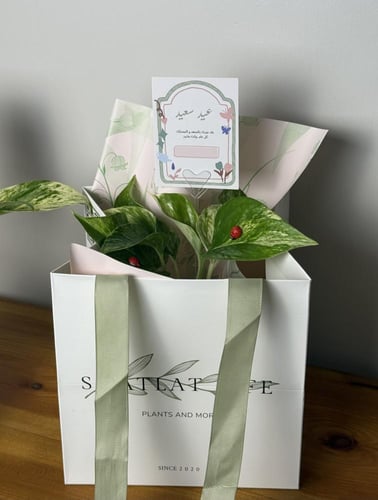 هدية العيد - نبتة البوتس