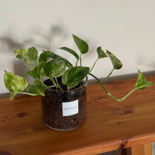 نبتة البوتس ماربل كوين ( ملكة الرخام ) - كبير