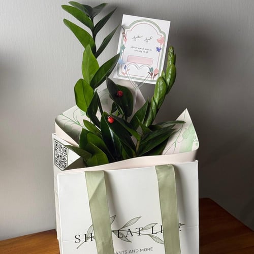 هدية العيد - نبتة الزاميا