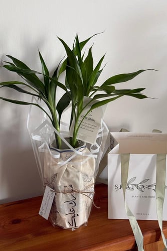 هدية رمضانية ( سَكينة خضراء )