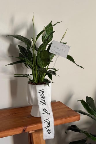 نبتة زنبق السلام مركن ابيض سيراميك | حجم كبير